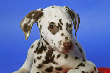 Image showing Dalmation