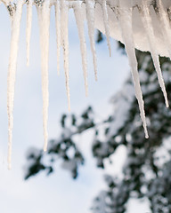 Image showing Dripping icicle