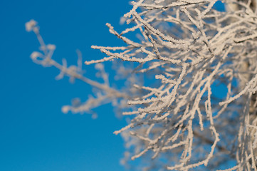 Image showing Frozen bush