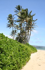 Image showing Oahu Hawaii Shore Plants