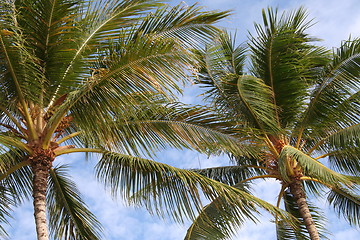 Image showing Palm Trees Closeup