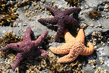 Image showing Three Starfish