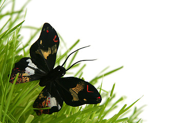 Image showing Black butterfly