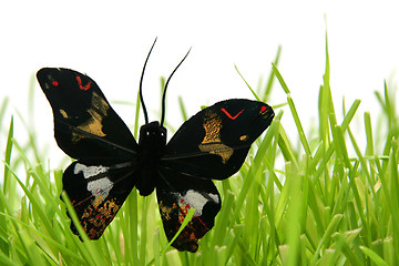 Image showing Black butterfly