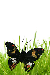 Image showing Black butterfly