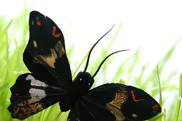 Image showing Black butterfly