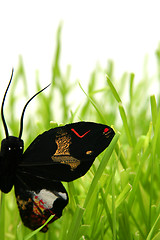 Image showing Black butterfly