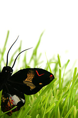 Image showing Black butterfly