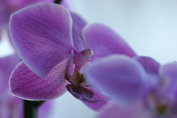 Image showing Orchids