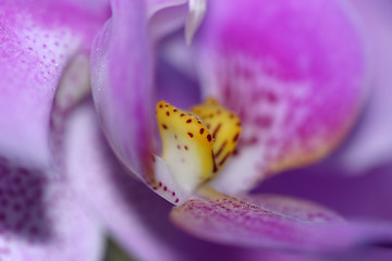 Image showing Orchids