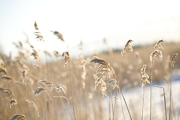 Image showing Frozen hay