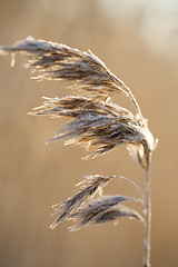 Image showing Frozen hay