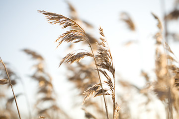 Image showing Frozen hay