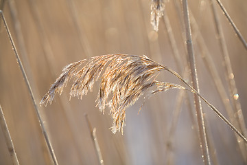 Image showing Frozen hay