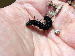 Image showing Caterpillar 4