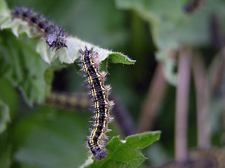 Image showing Caterpillar 1