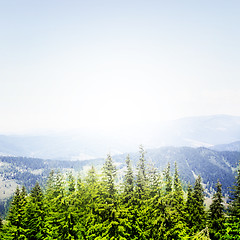 Image showing Forest landscape