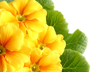 Image showing Yellow primula