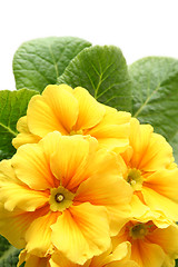 Image showing Yellow primula