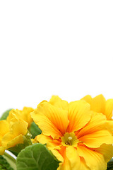 Image showing Yellow primula