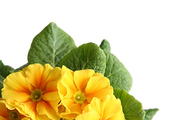Image showing Yellow primula