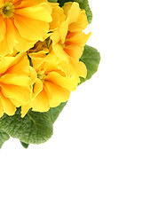 Image showing Yellow primula