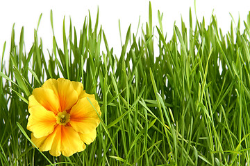 Image showing Yellow primula