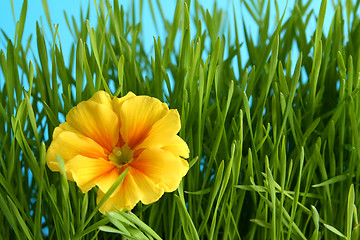 Image showing Yellow primula