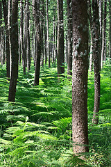 Image showing Pine forest