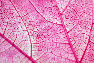 Image showing Leaf macro