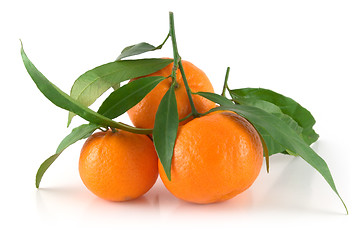 Image showing Tangerines with leaves