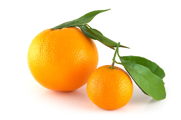 Image showing Two perfectly fresh oranges