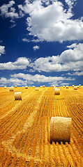 Image showing Farm field with hay bales