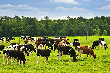 Image showing Cows in pasture