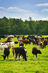 Image showing Cows in pasture