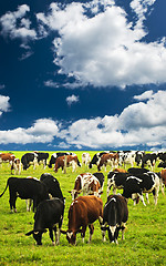 Image showing Cows in pasture