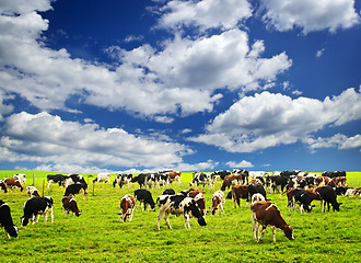 Image showing Cows in pasture