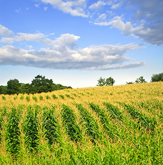 Image showing Corn field