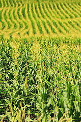 Image showing Corn field