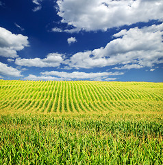 Image showing Corn field