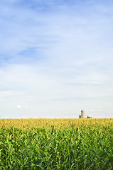 Image showing Corn field with silos