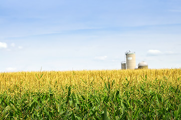 Image showing Corn field with silos