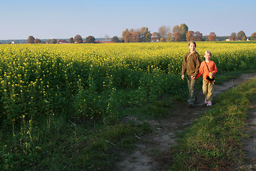 Image showing Sunset over the rape field