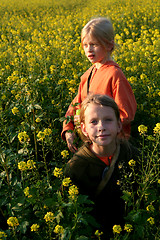 Image showing Sunset over the rape field