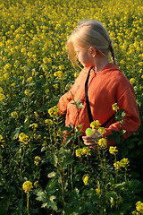 Image showing Sunset over the rape field