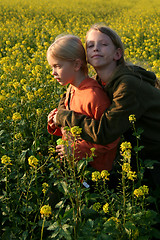 Image showing Sunset over the rape field