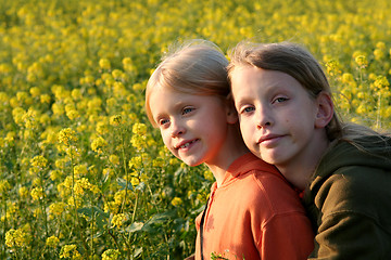 Image showing Sunset over the rape field