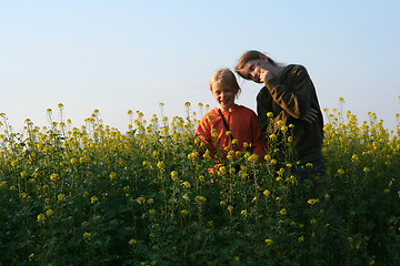 Image showing Sunset over the rape field