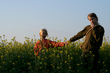 Image showing Sunset over the rape field