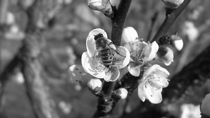 Image showing Bee fetching nectar from flower